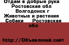 Отдам в добрые руки - Ростовская обл., Волгодонск г. Животные и растения » Собаки   . Ростовская обл.